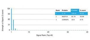 Analysis of protein array containing more than 19000 full-length human proteins using Anti-IL-15 Antibody [IL15/4353].