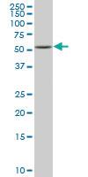 Anti-RUNX3 Mouse Polyclonal Antibody