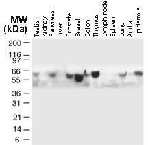 Anti-TRAF5 Rabbit Polyclonal Antibody