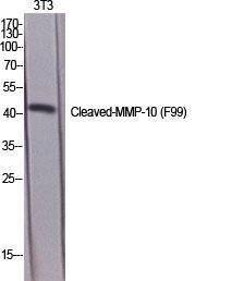 Western blot analysis of various cells using Anti-MMP10 (cleaved Phe99) Antibody