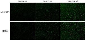 ROS Detection Assay Kit