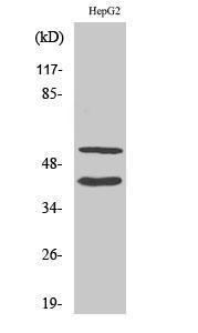 Western blot analysis of HepG2 cells using Anti-MMP10 (cleaved Phe99) Antibody