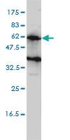 Anti-KIRREL2 Mouse Monoclonal Antibody [clone: 2B9-1D3]