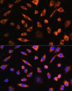 Immunofluorescence analysis of L929 cells using Anti-Pebp4 Antibody (A93291) at a dilution of 1:100. DAPI was used to stain the cell nuclei (blue).