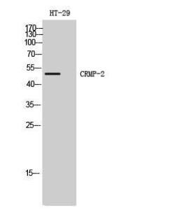 Western blot analysis of HT 29 cells using Anti-CRMP-2 Antibody