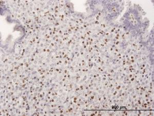 Anti-RUNX3 Mouse Polyclonal Antibody