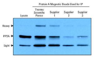 Protein magnetic beads, Protein A, Protein G, Pierce™