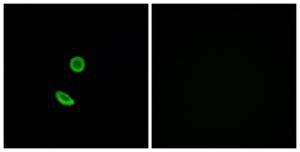 Immunofluorescence analysis of A549 cells using Anti-OR8H2 Antibody. The right hand panel represents a negative control, where the antibody was pre-incubated with the immunising peptide