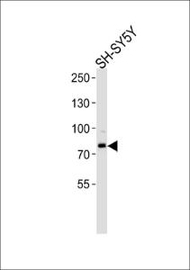 Anti-ORC3 Rabbit Polyclonal Antibody (Biotin)