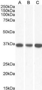 Anti-MDH2 Goat Polyclonal Antibody