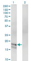 Anti-GCG Mouse Monoclonal Antibody [clone: 1E2-E6]