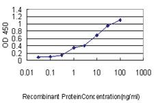 Anti-GCG Mouse Monoclonal Antibody [clone: 1E2-E6]