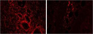 Antibody anti-HMOX2 100 µg