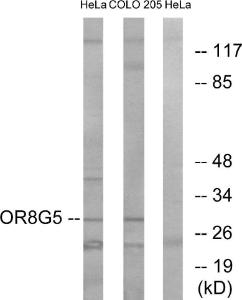 Antibody anti-OR8G5 A100843-100 100 µg