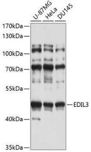 Anti-EDIL3 / DEL1 Rabbit Polyclonal Antibody