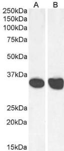 Anti-MDH2 Goat Polyclonal Antibody