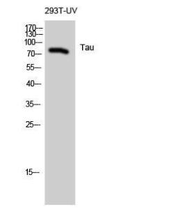 Western blot analysis of 293T UV cells using Anti-Tau Antibody