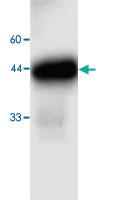 Anti-PRDX5 Mouse Monoclonal Antibody [clone: 9g056]