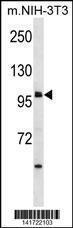 Anti-USH1C Rabbit Polyclonal Antibody