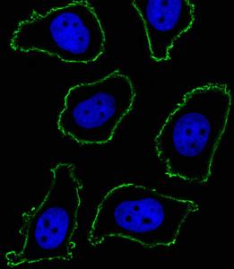 Anti-CD33 Mouse Monoclonal Antibody [clone: 574CT16.4.4]