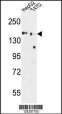 Anti-GLG1 Rabbit Polyclonal Antibody (Biotin)