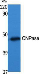 Western blot analysis of various cells using Anti-CNPase Antibody