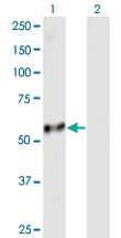 Anti-PI4KAP2 Mouse Polyclonal Antibody