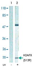 Anti-H2AFX Rabbit Polyclonal Antibody