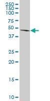 Anti-GLTSCR2 Mouse Polyclonal Antibody