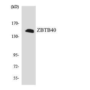 Anti-ZBTB40 Rabbit Polyclonal Antibody