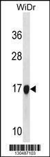 Anti-H2BFS Rabbit Polyclonal Antibody (PE (Phycoerythrin))