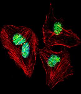 Anti-NFIA Rabbit Polyclonal Antibody (HRP (Horseradish Peroxidase))