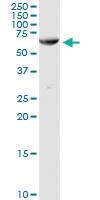 Anti-AMY1C Rabbit Polyclonal Antibody