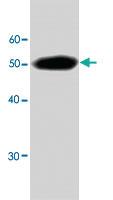 Anti-LDHA Mouse Monoclonal Antibody [clone: 765d]