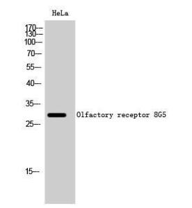 Antibody anti-OR8G5 A100843-100 100 µg