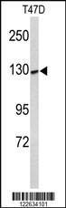 Anti-KCNH7 Rabbit Polyclonal Antibody (HRP (Horseradish Peroxidase))