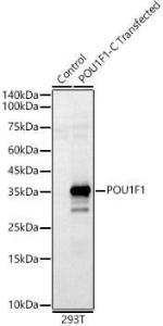 Antibody A93298-100 100 µl