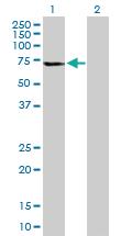 Anti-GLTSCR2 Mouse Polyclonal Antibody