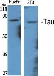 Anti-Tau 13 Rabbit Polyclonal Antibody