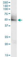 Anti-RUNX3 Rabbit Polyclonal Antibody