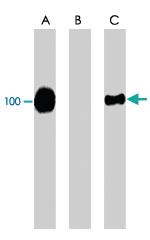 Anti-CFL1 Rabbit Polyclonal Antibody