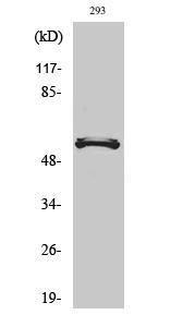 Western blot analysis of various cells using Anti-YTHDF1 Antibody