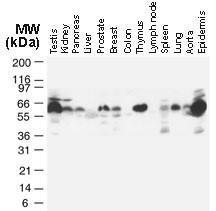 Anti-TRAF-2 Rabbit Polyclonal Antibody