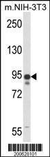 Anti-CD34 Mouse Monoclonal Antibody (APC (Allophycocyanin)) [clone: 132CT29.1.5]