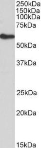 Anti-FRS2 antibody