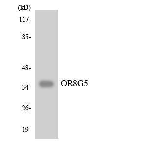 Western blot analysis of the lysates from COLO205 cells using Anti-OR8G5 Antibody