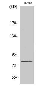 Anti-Tau 13 Rabbit Polyclonal Antibody