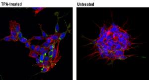 Anti-NPY Rabbit Monoclonal Antibody [clone: 13G53]