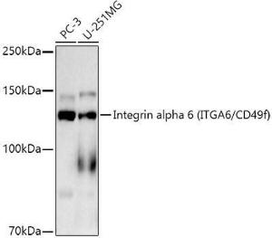 Anti-Integrin alpha 6 antibody