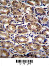 Anti-AXIN1 Rabbit Polyclonal Antibody (AP (Alkaline Phosphatase))